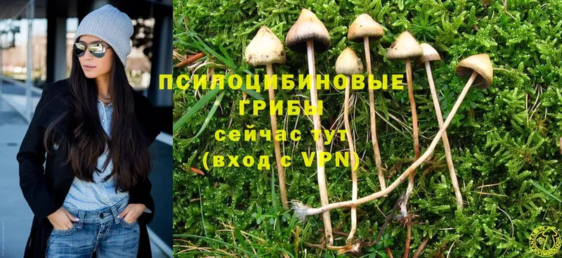 Псилоцибиновые грибы Psilocybine cubensis  Избербаш 